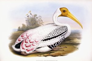 Cigogne peinte