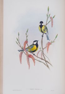 Parus Major, planche tirée de The Birds of Great Britain par John Gould, publié 1862-73 - John Gould