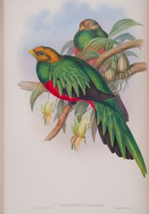 Pharomacrus Auriceps, planche de The Birds of Great Britain de John Gould, publié 1862-73
