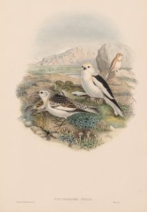 Plestrophanes Nivalis - John Gould