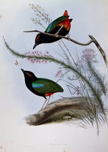 Pitta arc-en-ciel (Pitta iris), gravure de Birds of Australia