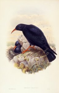 Chocard à bec jaune (Pyrrhocorax pyrrhocorax), gravure de John Gould