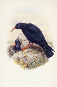 Chocard à bec jaune (Pyrrhocorax pyrrhocorax), gravure par John Gould