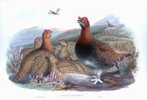 Lagopède des saules - John Gould