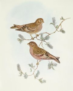 Roselin rose (Erythrospiza incarnata), gravure de John Gould
