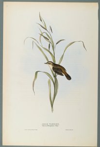 Salicaria Phragmatis : Phragmite des joncs