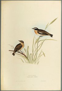 Saxicola Rubetra - Tarier des prés - John Gould