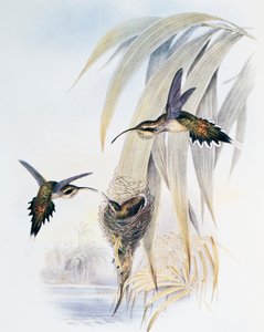 Ermite à gorge écailleuse (Phaethornis eurynome), gravure de Monograph of Trochilidae or Humming Birds (1849-1861) - John Gould
