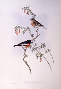 Rouge-gorge écarlate (Petroica multicolour), Gravure de John Gould - John Gould