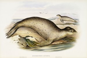 Léopard de mer