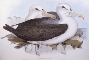 Albatros timide (Diomedea ou Thalassarche cauta), Gravure de John Gould - John Gould