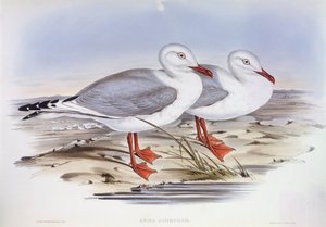 Goéland argenté (Larus novaehollandiae), gravure par John Gould - John Gould