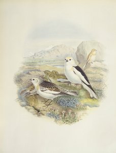 Bruant des neiges (Plectrophenax nivalis), illustration - John Gould