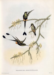Spathura Solstitialis - John Gould