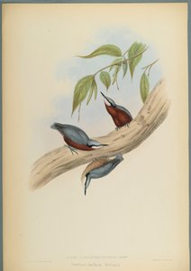 Sitta Castaneoventris, Sittelle à ventre roux - John Gould