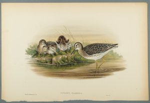 Totanus Glareola - Chevalier sylvain
