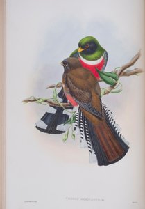 Trogon Mexicanus, planche de The Birds of Great Britain de John Gould, publié 1862-73