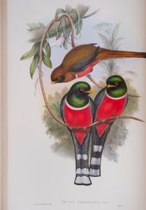 Trogon Personatus, planche de The Birds of Great Britain de John Gould, publié 1862-73
