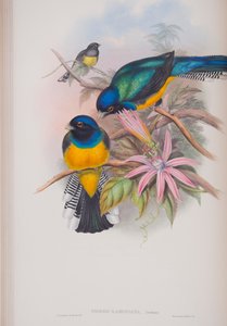 Trogon Ramoniana, planche de The Birds of Great Britain de John Gould, publié 1862-73