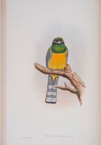 Trogon Tenellus, planche de The Birds of Great Britain de John Gould, publié 1862-73