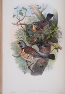 Turdus Pilaris, planche de The Birds of Great Britain de John Gould, publié 1862-73
