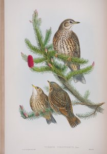 Turdus Viscivorus, planche de The Birds of Great Britain de John Gould, publié 1862-73