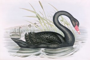 Image inconnue - John Gould