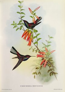 Urochroa Bougieri - John Gould