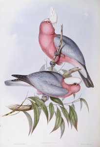 Graveur de John Gould, Lori à cou violet (Eos squamata) - John Gould
