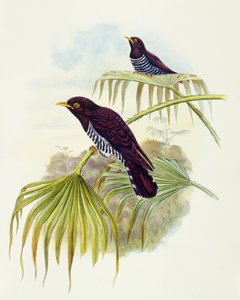 Coucou violet (Chrysococcyx xanthorhynchus), gravure par John Gould
