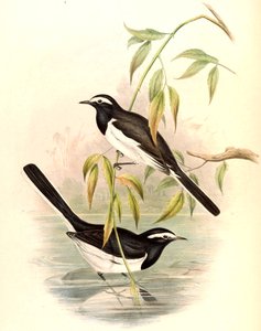 Bergeronnette à sourcils blancs (Grande Bergeronnette pie) Motacilla maderaspatensis Gmelin - John Gould