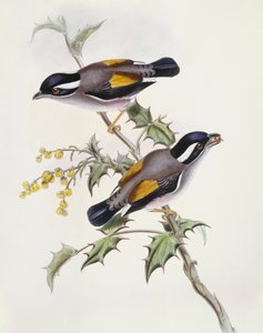 Timalie à sourcils blancs (Pteruthius flaviscapis), gravure par John Gould