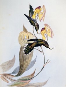 Colibri à bec en forme de faucille (Eutoxeres aquila)