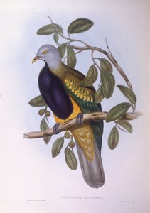 Ptilope magnifique (Ptilinopus magnificus), gravure par John Gould - John Gould