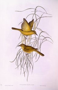 Méliphage jaune (Lichenostomus flavus), gravure de John Gould