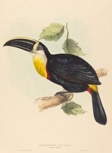 Toucan osculant (Ramphastos osculans)