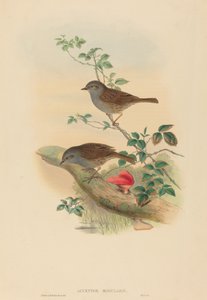 Accenteur mouchet - John Gould and H.C. Richter