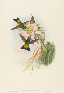 Eriocnemis vestitus (Puff-Leg lumineux)