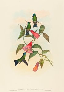 Eucephala smaragdocaerulea (Nymphe des bois de Gould) - John Gould and H.C. Richter