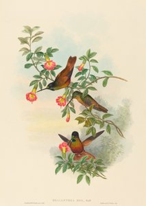 Helianthea eos (Front doré)