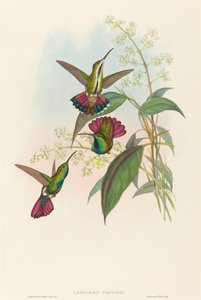 Lampornis prevosti - John Gould and H.C. Richter