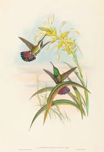 Lampornis veraguensis (Mango de Veragua) - John Gould and H.C. Richter