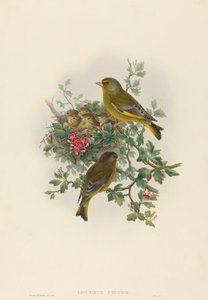 Verdier (Ligurinus chloris) - John Gould and H.C. Richter