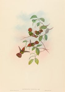 Lophornas reginae (Coquette étincelante) - John Gould and H.C. Richter
