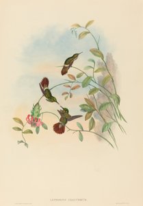 Lophornis chalybeus