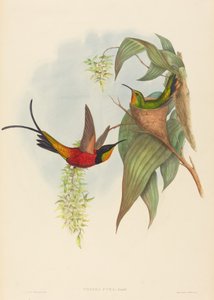 Topaza pyra - John Gould and H.C. Richter