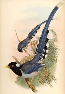 Pie bleue à bec jaune Urocissa flavirostris (Blyth) - John Gould and Henry C. Richter