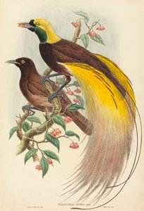 Oiseau de paradis (Paradisea apoda)