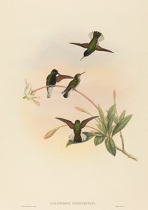 Callipharus nigriventris (Colibri à ventre noir)