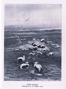 Eiders en parade nuptiale, Nature en Grande-Bretagne publiée par Collins, 1946